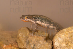 Foto di Tritone italiano (Lissotriton italicus)