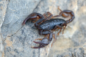 Foto di Scorpione italiano (Euscorpius sp.)