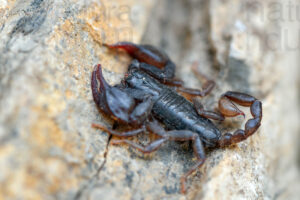 Foto di Scorpione italiano (Euscorpius sp.)