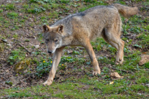 Photos of Italian Wolf (Canis lupus italicus)