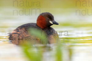 Foto di Tuffetto comune (Tachybaptus ruficollis)