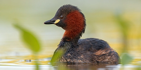 foto di uccelli acquatici