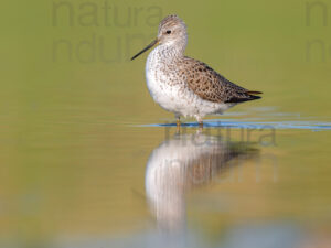 Photos of Marsh Sandpiper (Tringa stagnatilis)