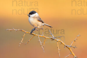 Foto di Cincia bigia (Poecile palustris)