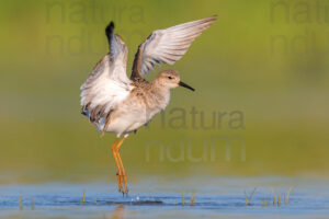 Photos of Ruff (Calidris pugnax)
