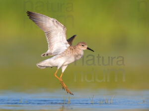 Photos of Ruff (Calidris pugnax)