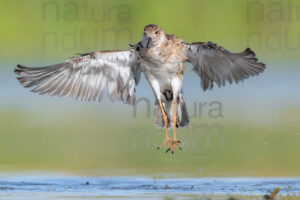 Photos of Ruff (Calidris pugnax)