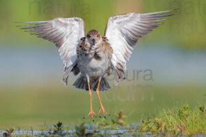 Photos of Ruff (Calidris pugnax)