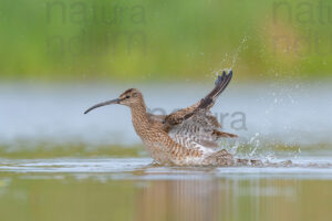 Photos of Whimbrel (Numenius phaeopus)
