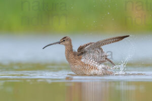 Photos of Whimbrel (Numenius phaeopus)
