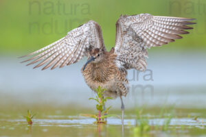 Photos of Whimbrel (Numenius phaeopus)