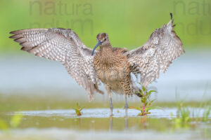 Photos of Whimbrel (Numenius phaeopus)