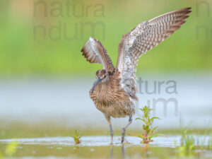 Photos of Whimbrel (Numenius phaeopus)