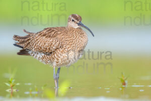 Foto di Chiurlo piccolo (Numenius phaeopus)