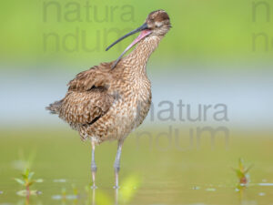 Photos of Whimbrel (Numenius phaeopus)