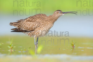 Photos of Whimbrel (Numenius phaeopus)