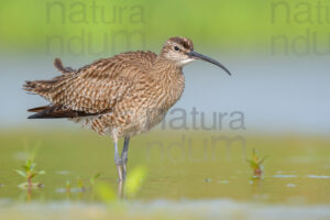 Photos of Whimbrel (Numenius phaeopus)