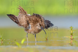 Photos of Whimbrel (Numenius phaeopus)