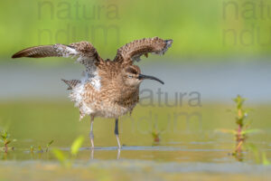 Photos of Whimbrel (Numenius phaeopus)
