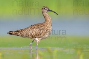 Photos of Whimbrel (Numenius phaeopus)