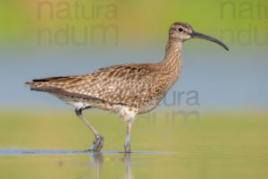 Photos of Whimbrel (Numenius phaeopus)