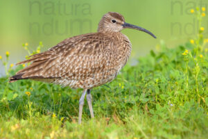Foto di Chiurlo piccolo (Numenius phaeopus)