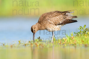 Photos of Whimbrel (Numenius phaeopus)