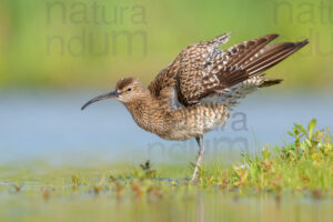 Photos of Whimbrel (Numenius phaeopus)