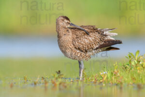 Photos of Whimbrel (Numenius phaeopus)