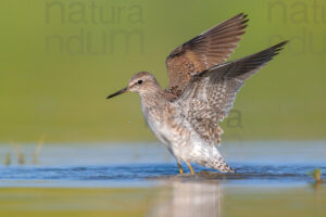Photos of Wood Sandpiper (Tringa glareola)