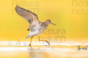 Photos of Wood Sandpiper (Tringa glareola)