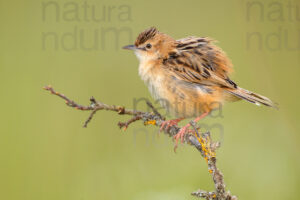 Foto di Beccamoschino (Cisticola juncidis)
