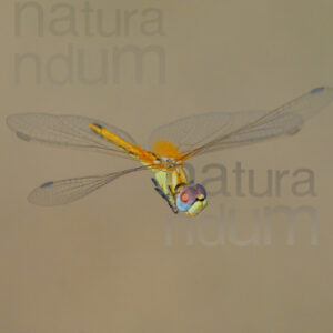 Foto di Cardinale venerosse (Sympetrum fonscolombii) libellule