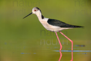 Black-winged Stilt images (Himantopus himantopus)