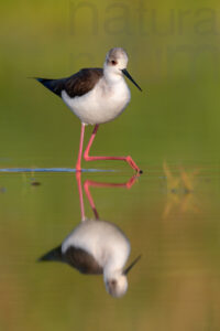 Black-winged Stilt images (Himantopus himantopus)
