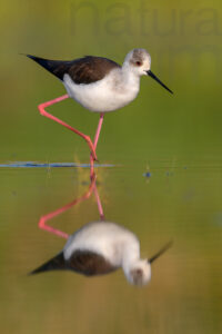 Black-winged Stilt images (Himantopus himantopus)