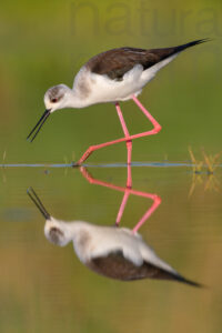 Black-winged Stilt images (Himantopus himantopus)