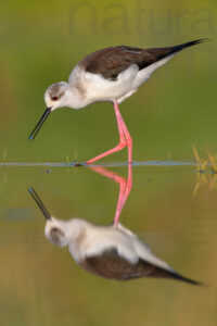 Black-winged Stilt images (Himantopus himantopus)