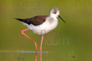 Black-winged Stilt images (Himantopus himantopus)