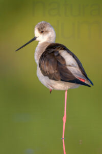 Black-winged Stilt images (Himantopus himantopus)