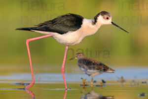 Black-winged Stilt images (Himantopus himantopus)