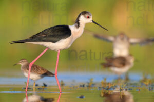 Black-winged Stilt images (Himantopus himantopus)