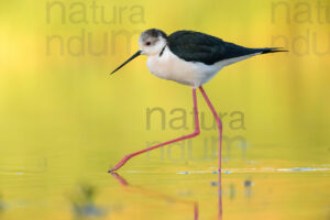 Black-winged Stilt images (Himantopus himantopus)