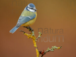 Photos of Blue Tit (Cyanistes caeruleus)