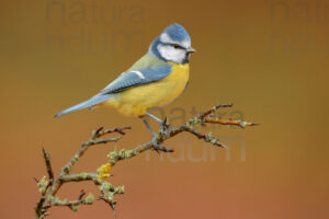 Photos of Blue Tit (Cyanistes caeruleus)