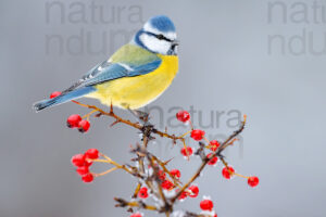 Photos of Blue Tit (Cyanistes caeruleus)
