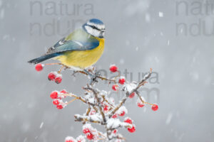 Photos of Blue Tit (Cyanistes caeruleus)