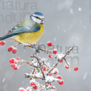 Foto di Cinciarella (Cyanistes caeruleus)