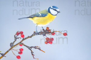 Foto di Cinciarella (Cyanistes caeruleus)