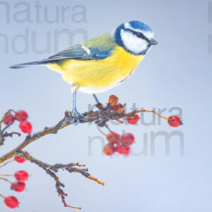 Foto di Cinciarella (Cyanistes caeruleus)